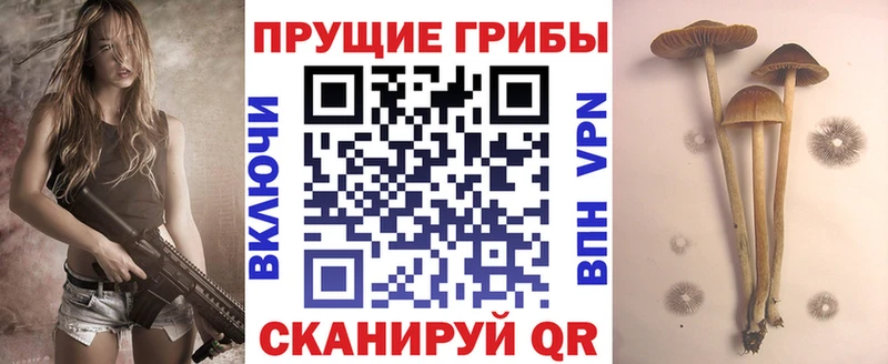 Псилоцибиновые грибы прущие грибы  Чайковский 